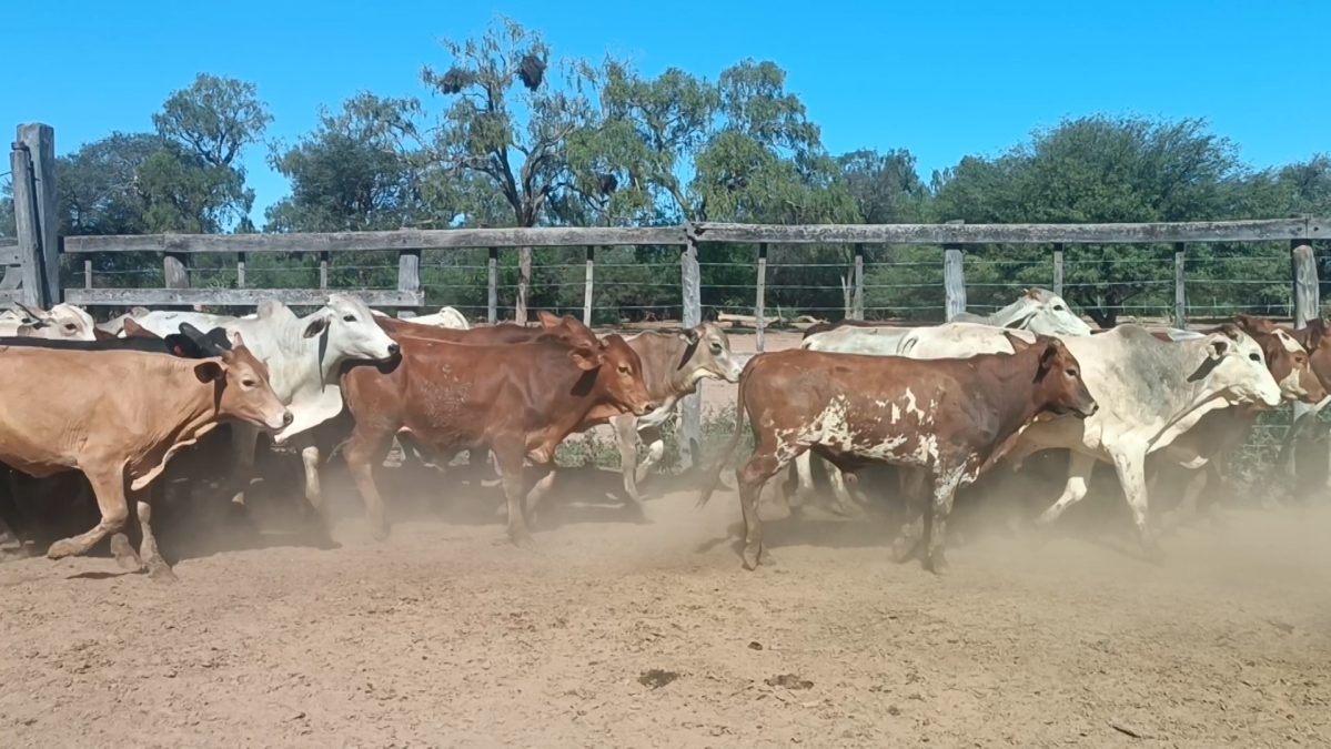 Feria Especial CEA ─ lote 14.2