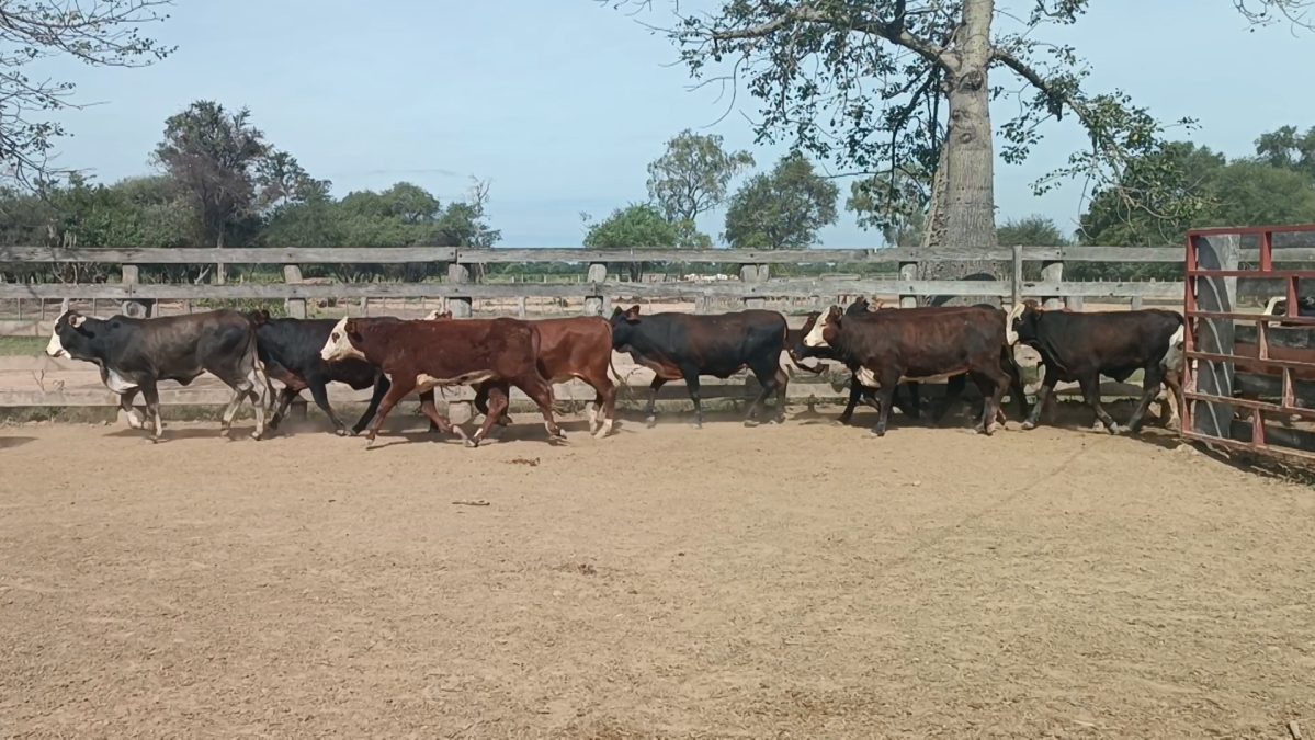 Feria Especial Regional Central Chaco ─ lote 14.3