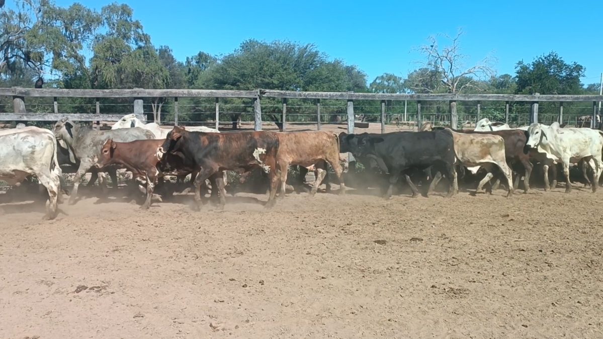Feria Especial CEA ─ lote 14.3
