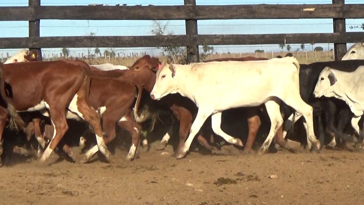 Feria Especial Regional Central Chaco ─ lote 15.1