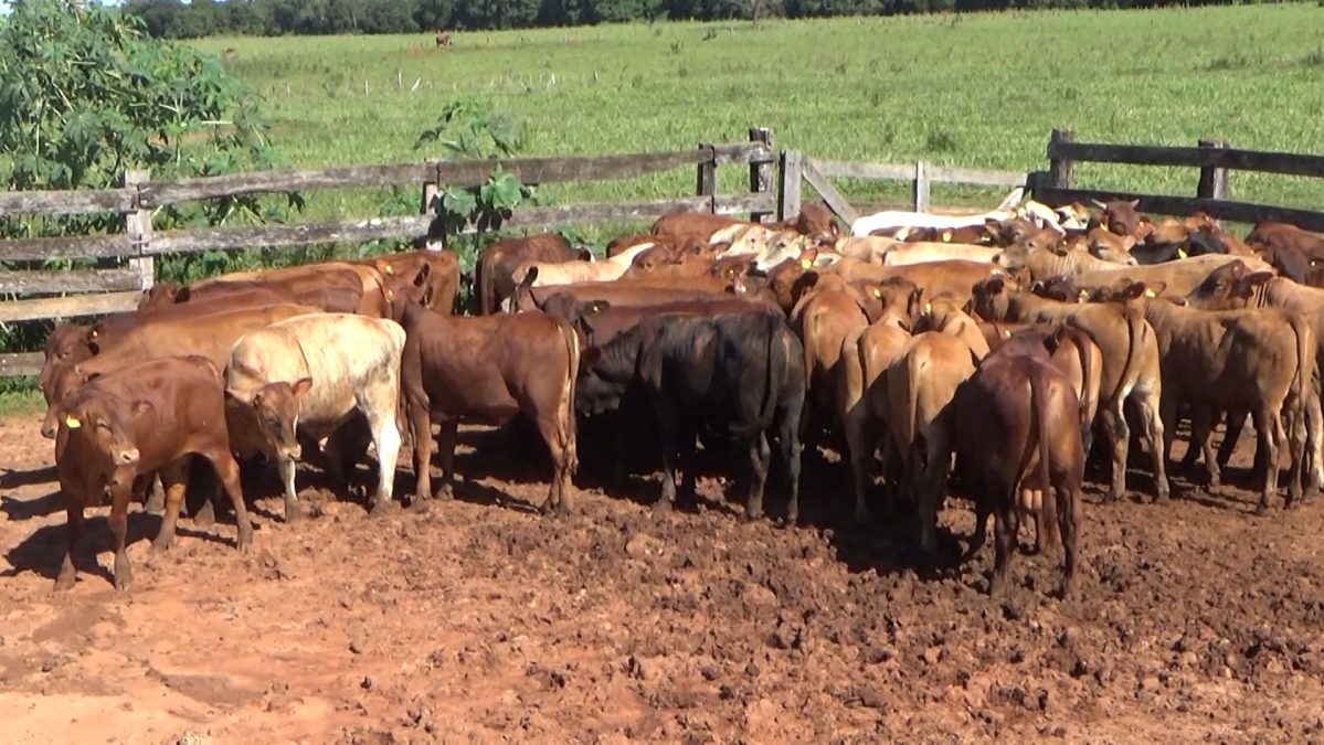 Feria Especial CEA ─ lote Lote 15 – N° insp. 2796