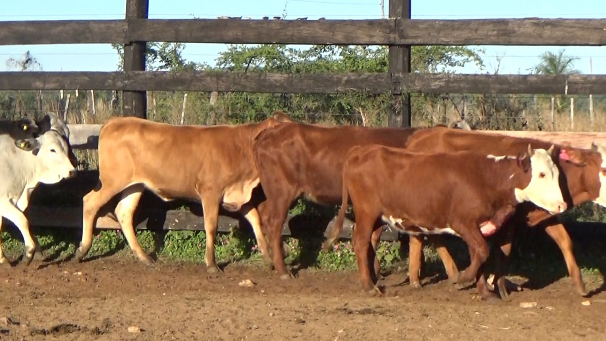 Feria Especial Regional Central Chaco ─ lote 15.2
