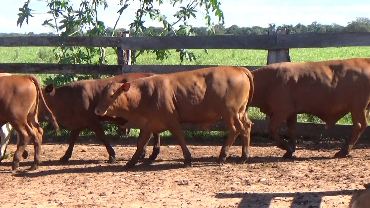 Feria Especial CEA ─ lote 15.2