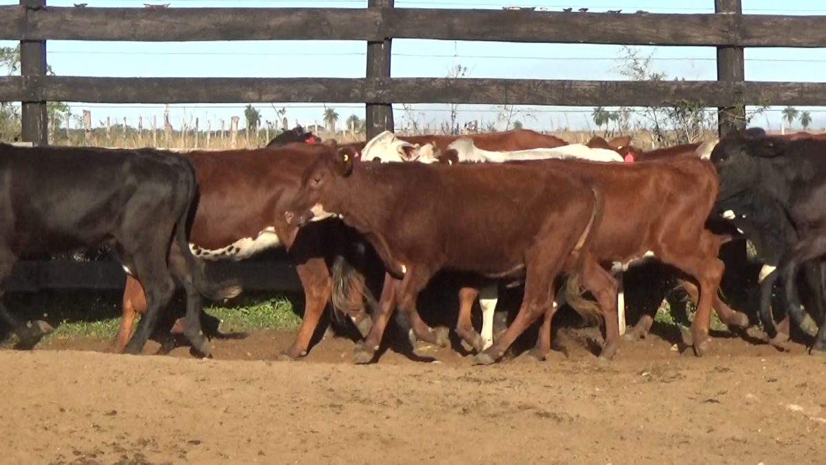 Feria Especial Regional Central Chaco ─ lote Lote 15 – N° insp. 5953