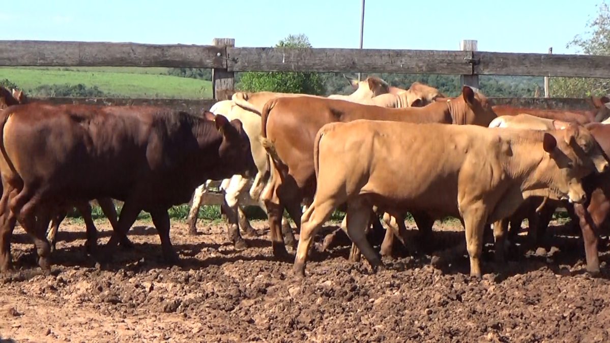 Feria Especial CEA ─ lote 15.3