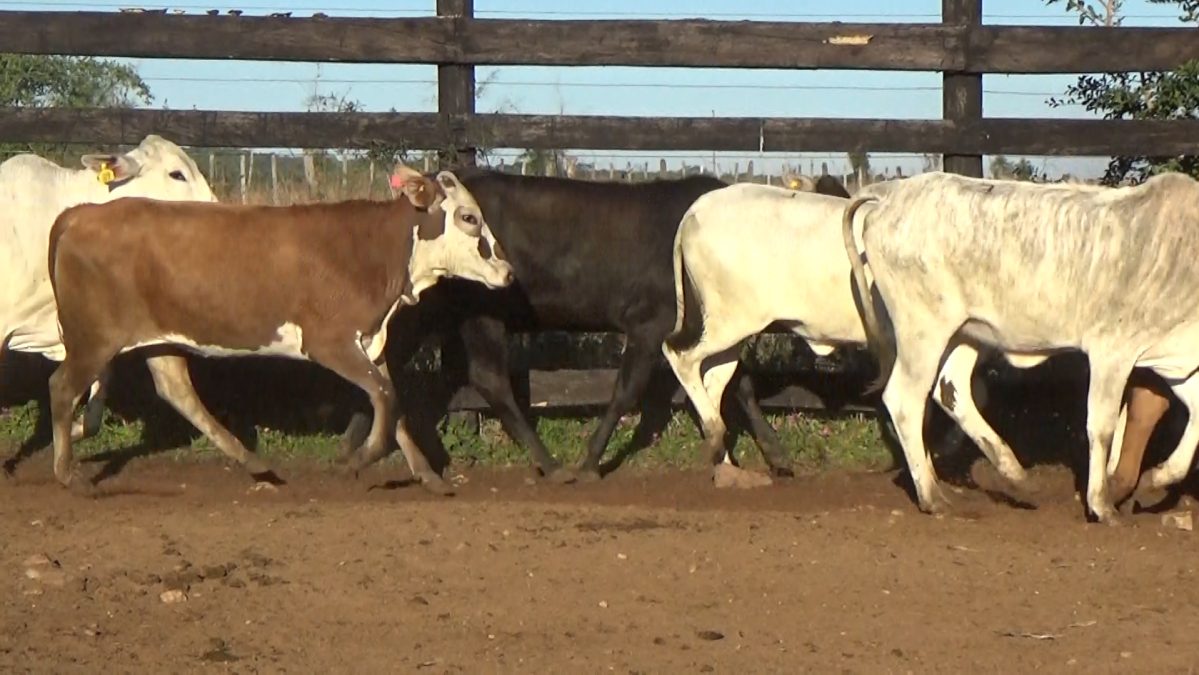 Feria Especial Regional Central Chaco ─ lote 16.1