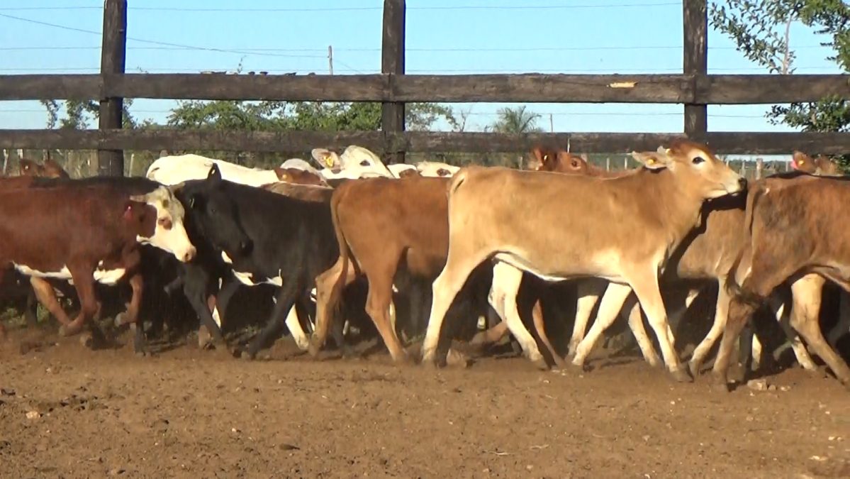 Feria Especial Regional Central Chaco ─ lote Lote 16 – N° insp. 5954