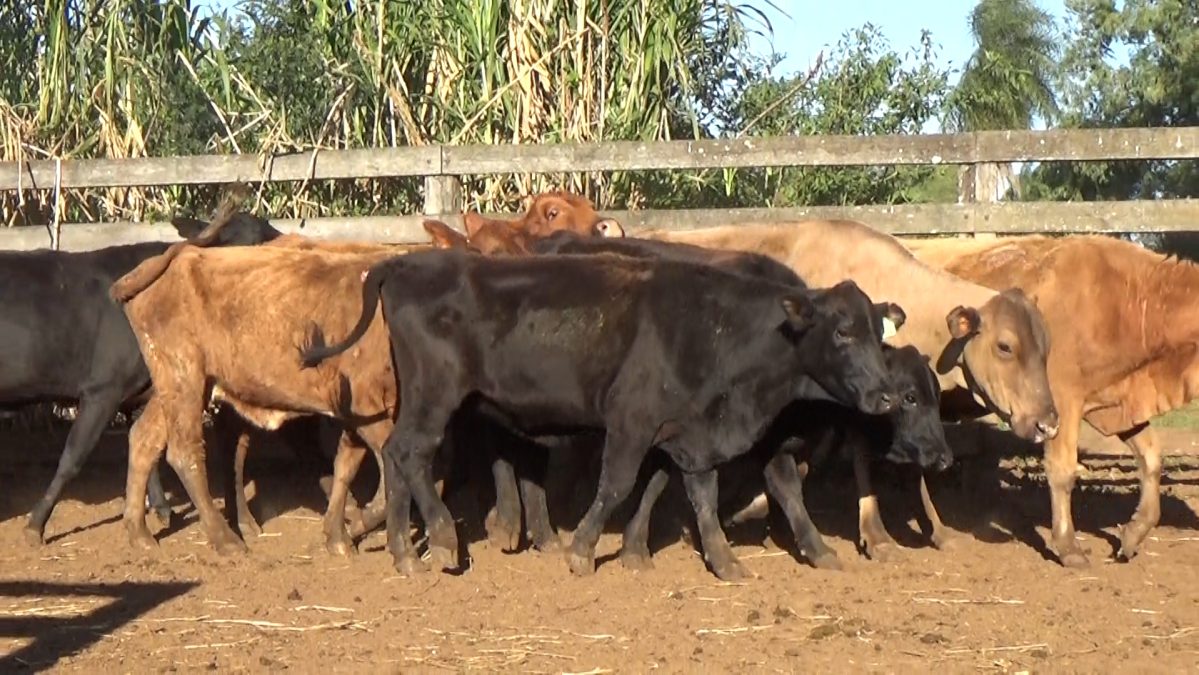 Feria Especial Regional Central Chaco ─ lote Lote 17 – N° insp. 5955