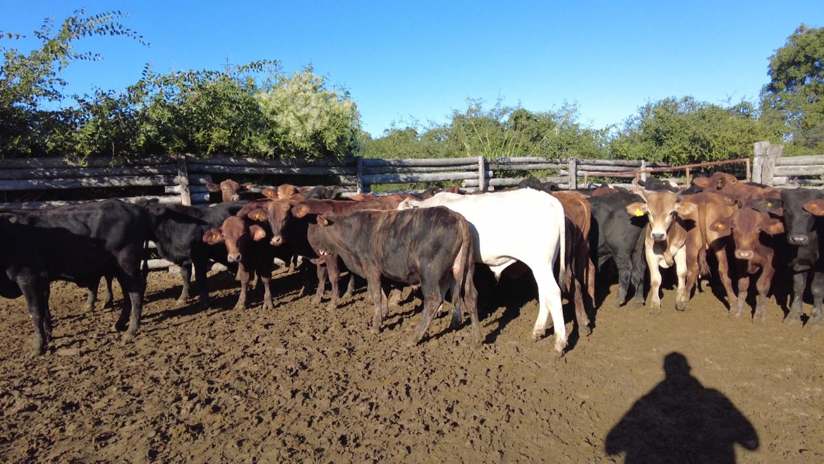 Feria Especial CEA ─ lote Lote 19 – N° insp. 5905