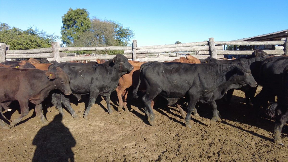 Feria Especial CEA ─ lote 19.2