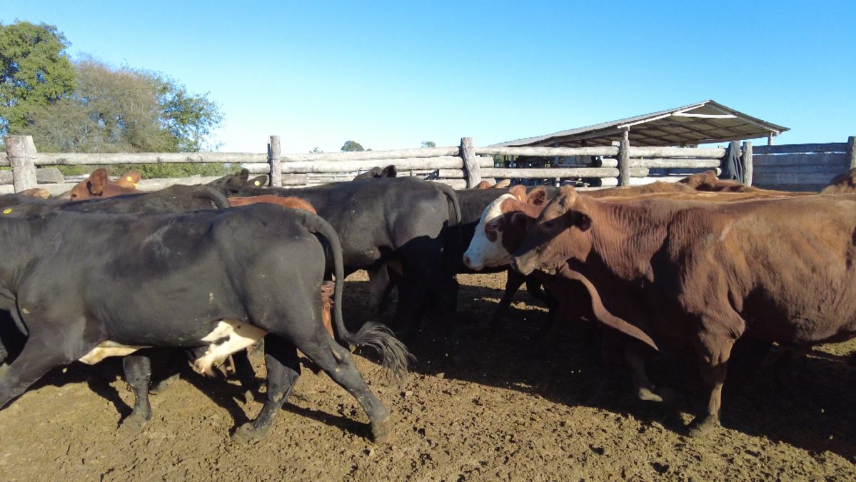 Feria Especial CEA ─ lote 19.3