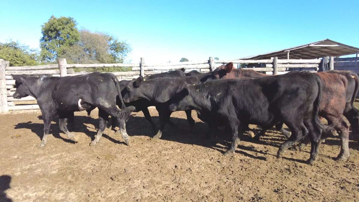 Feria Especial CEA ─ lote Lote 20 – N° insp. 5904