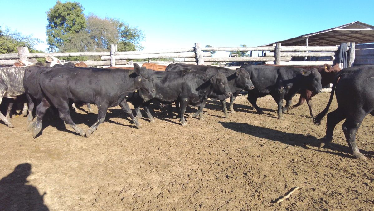 Feria Especial CEA ─ lote 20.2