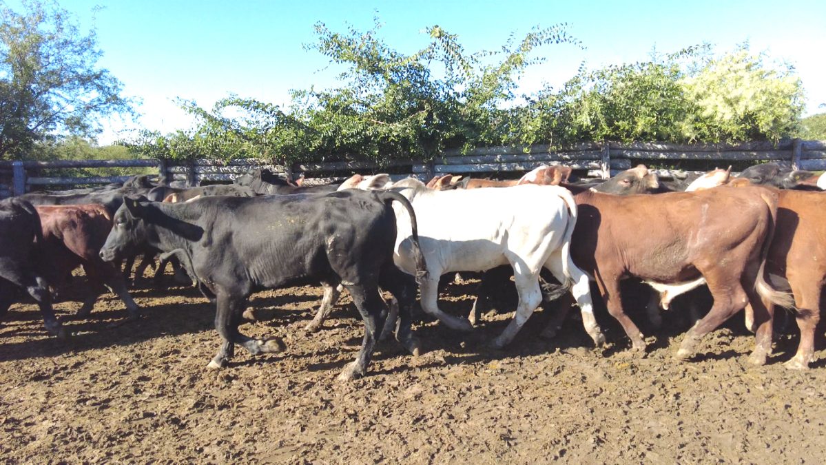 Feria Especial CEA ─ lote 20.3