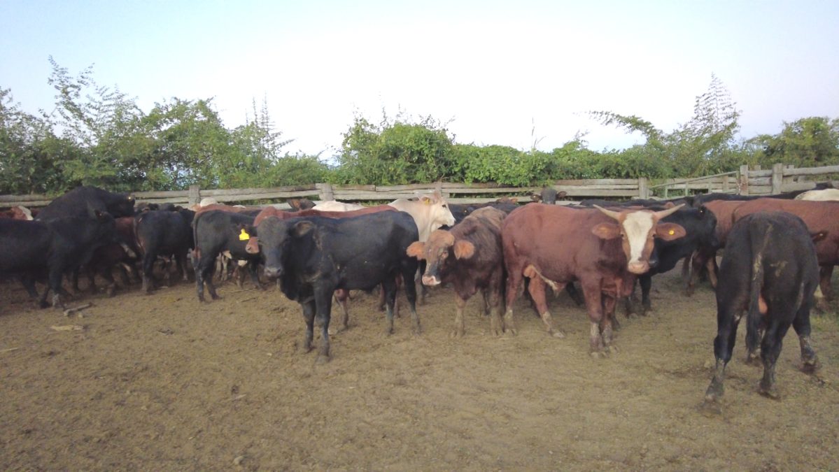 Feria Especial CEA ─ lote Lote 21 – N° insp. 5903