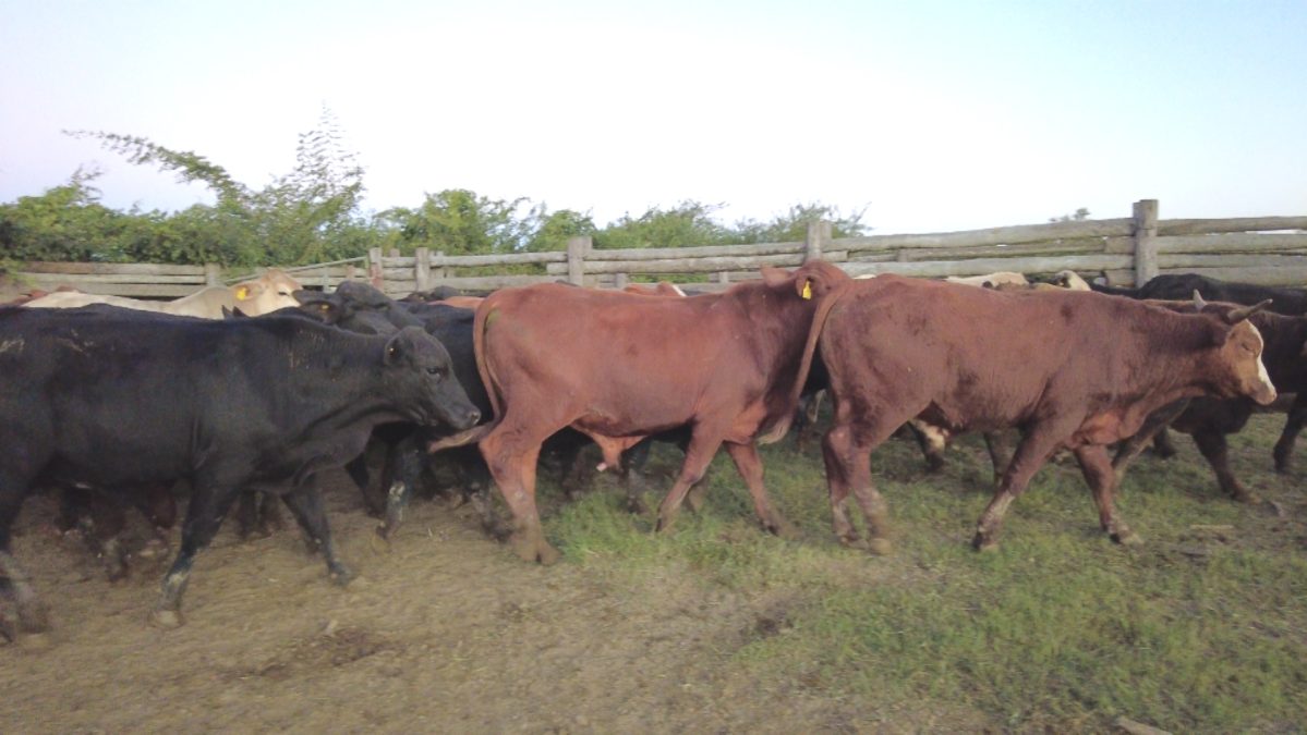 Feria Especial CEA ─ lote 21.2