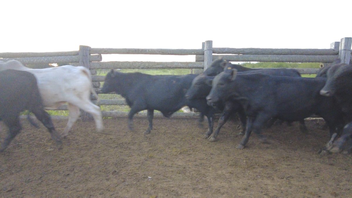Feria Especial CEA ─ lote 21.3