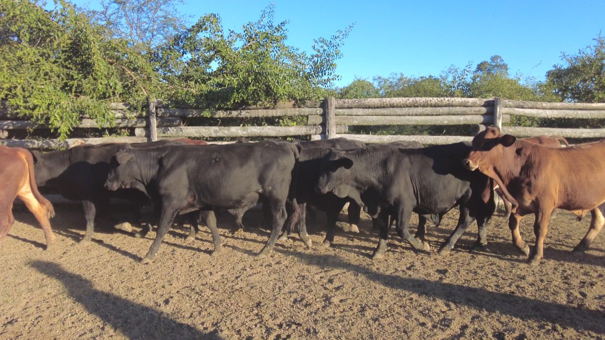 Feria Especial CEA ─ lote Lote 22 – N° insp. 5902