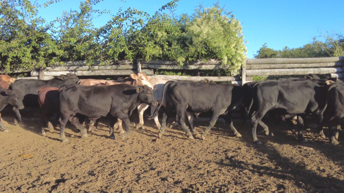 Feria Especial CEA ─ lote 22.2