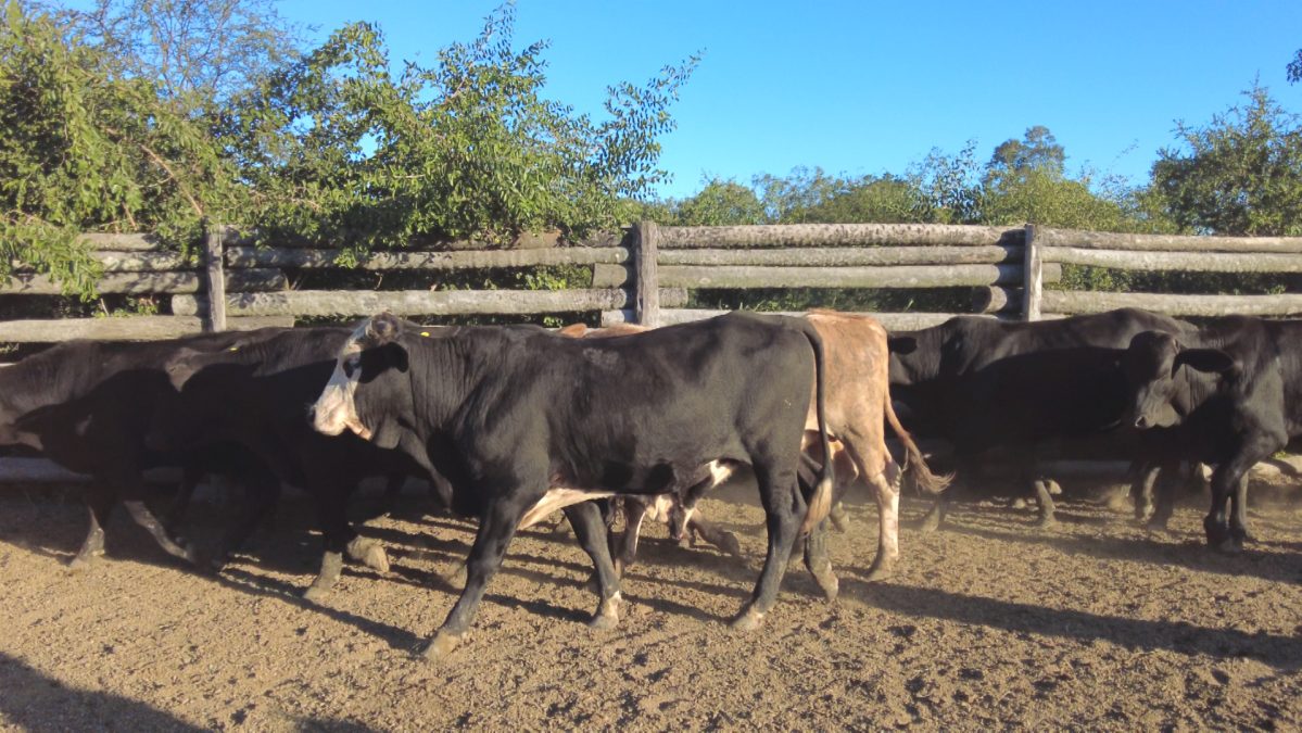 Feria Especial CEA ─ lote 22.3