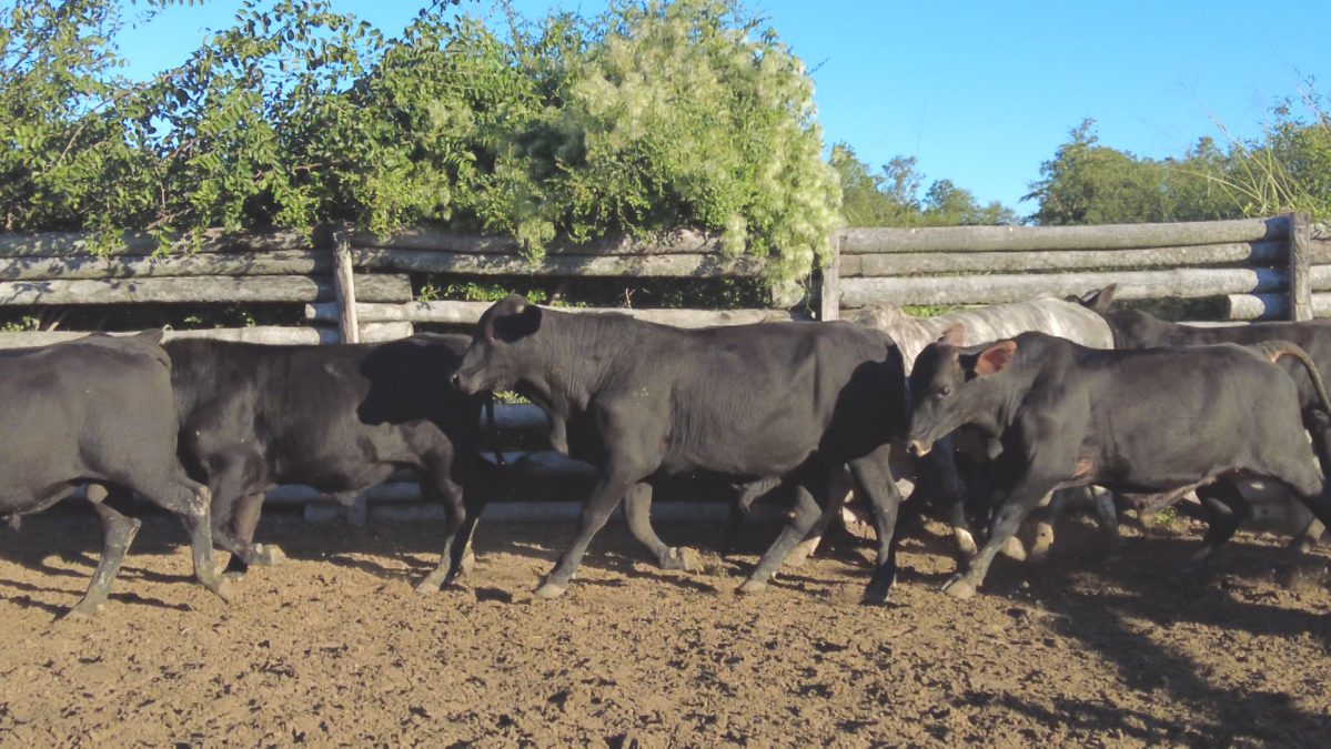 Feria Especial CEA ─ lote Lote 23 – N° insp. 5901