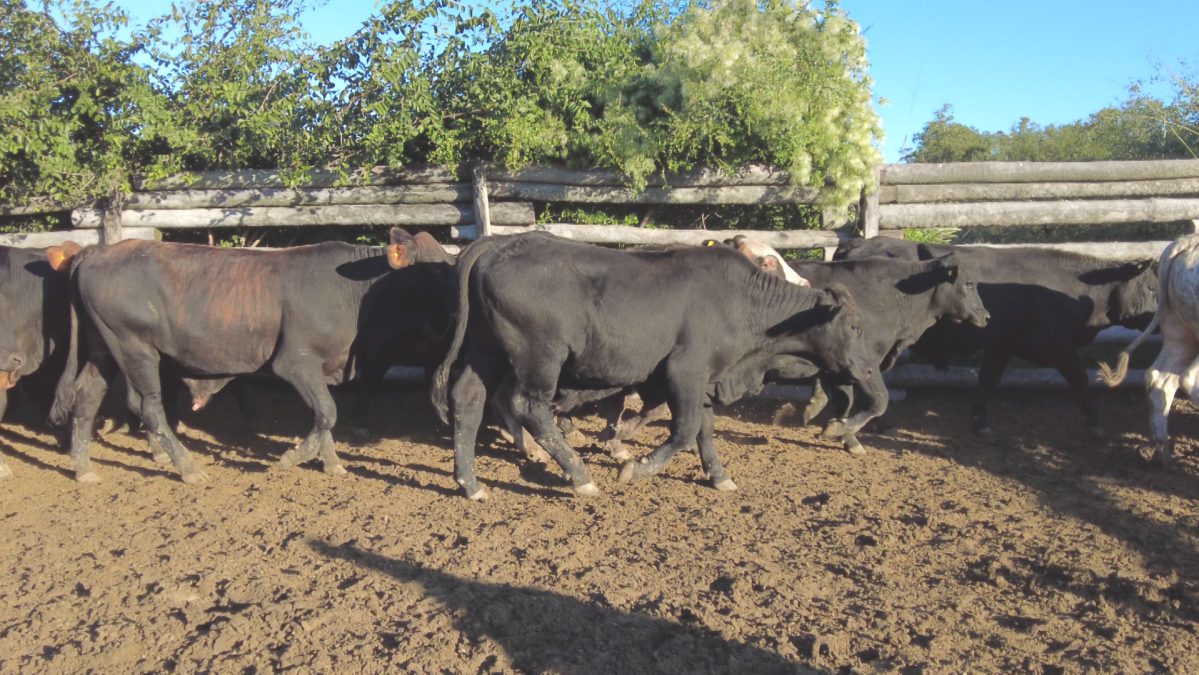 Feria Especial CEA ─ lote 23.2