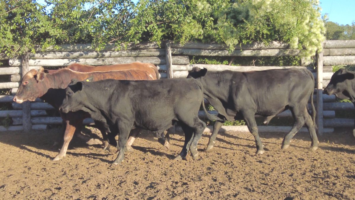 Feria Especial CEA ─ lote 23.3