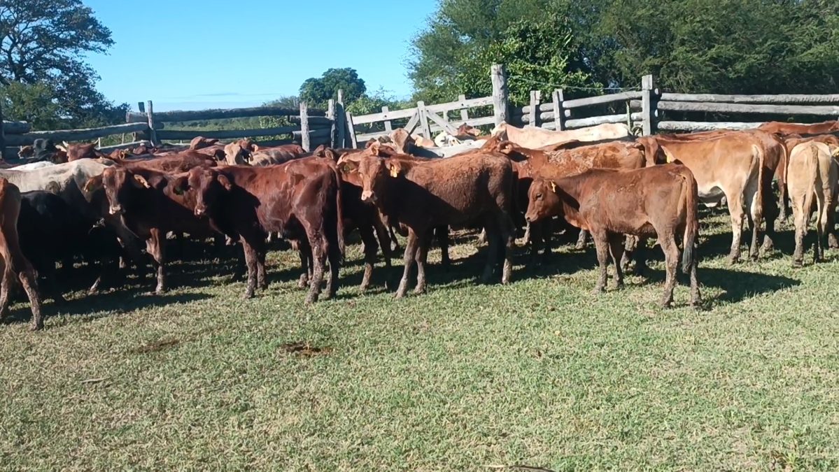 Feria Especial CEA ─ lote Lote 25 – N° insp. 5241