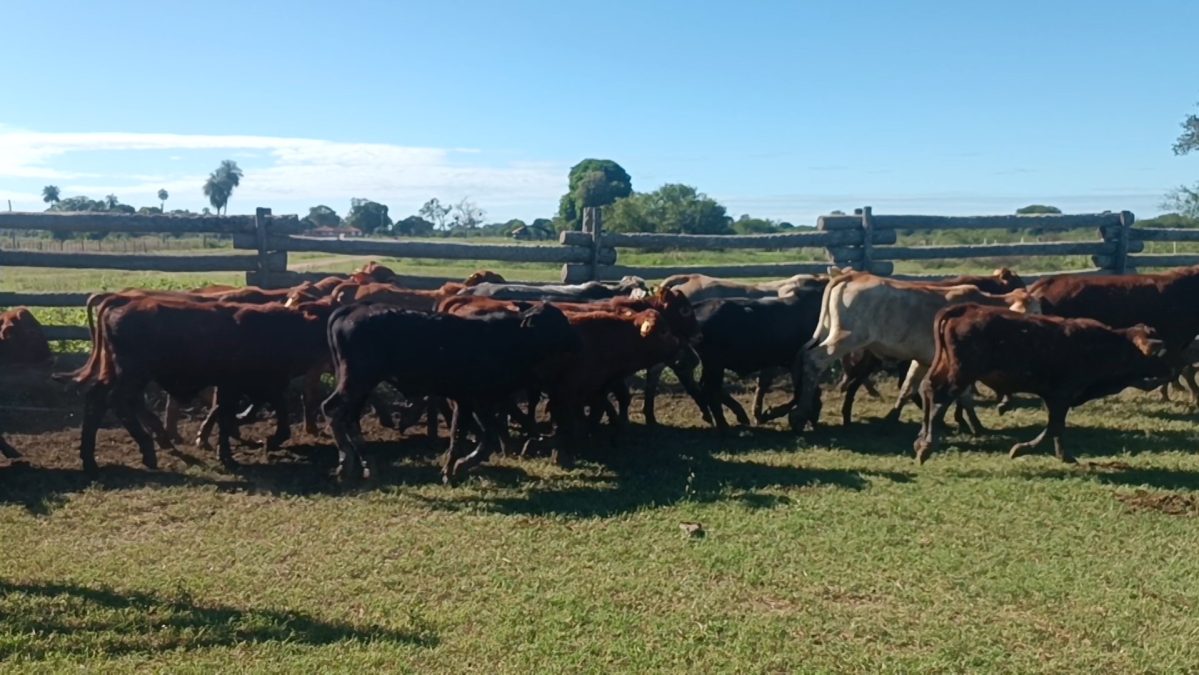 Feria Especial CEA ─ lote 25.2
