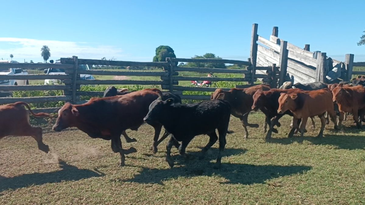 Feria Especial CEA ─ lote 25.3