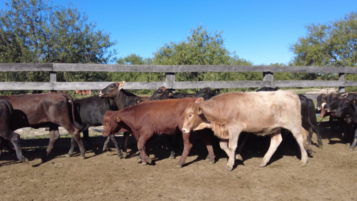 Feria Especial CEA ─ lote Lote 28 – N° insp. 5908