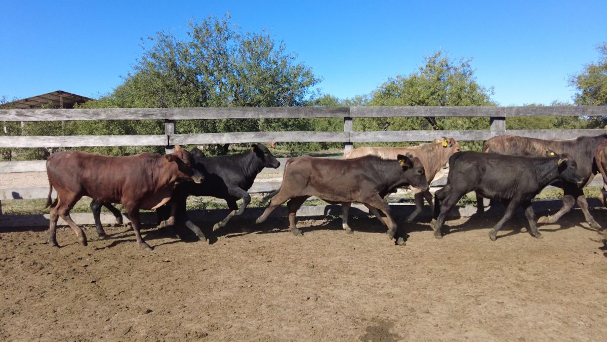 Feria Especial CEA ─ lote 28.2