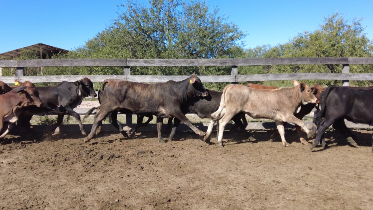 Feria Especial CEA ─ lote 28.3