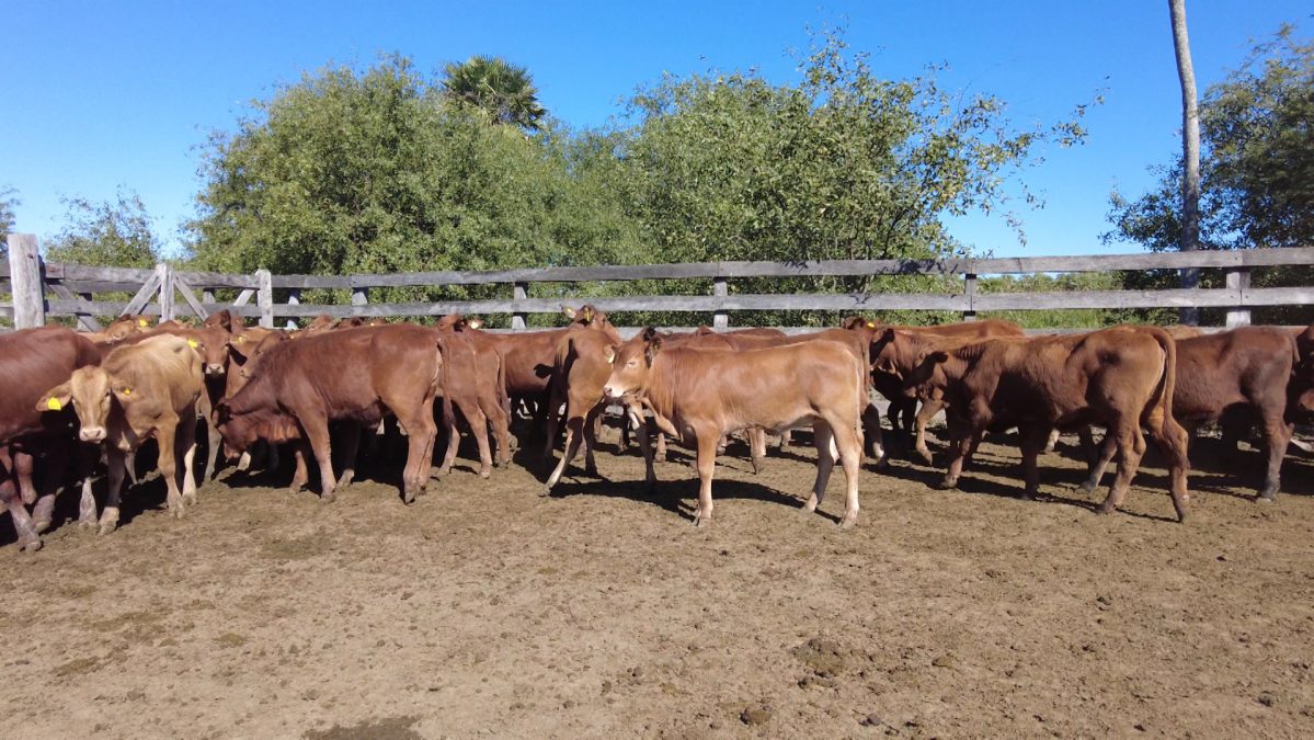 Feria Especial CEA ─ lote Lote 29 – N° insp. 5906