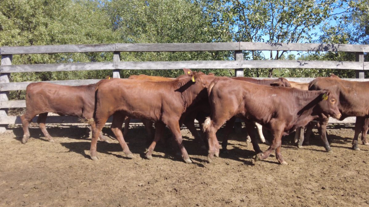 Feria Especial CEA ─ lote 29.2