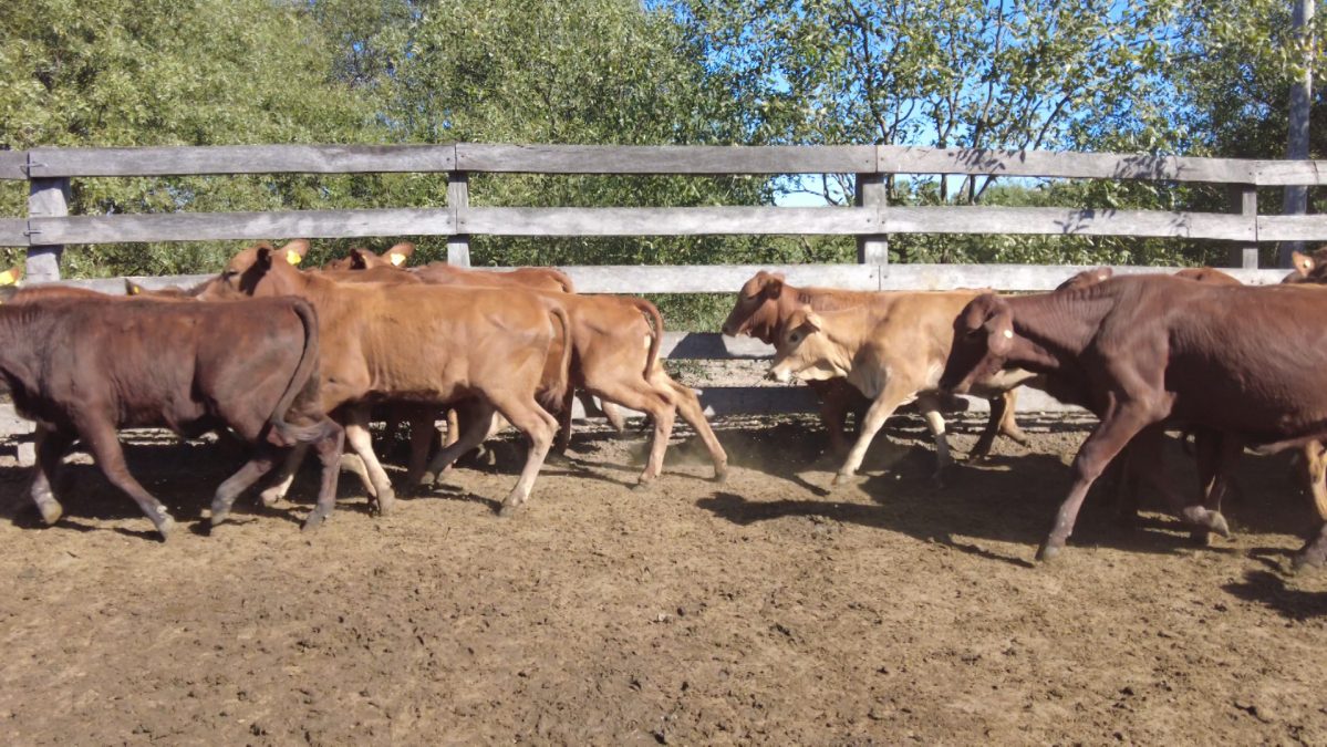 Feria Especial CEA ─ lote 29.3