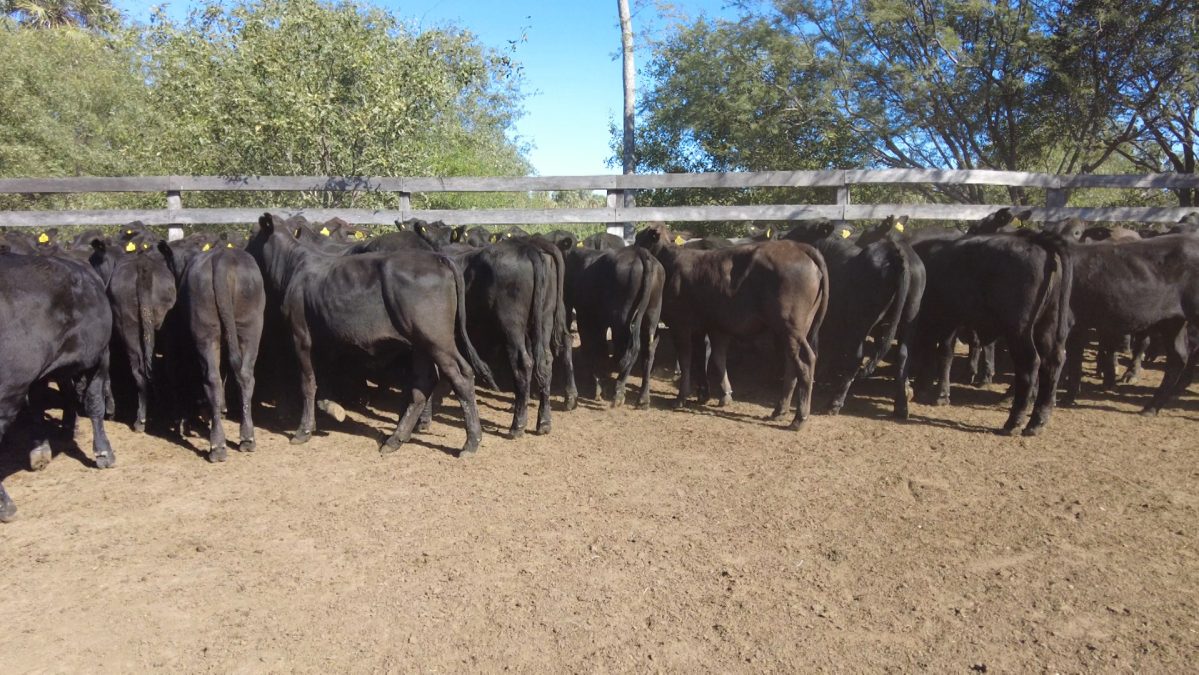 Feria Especial CEA ─ lote Lote 30 – N° insp. 5907