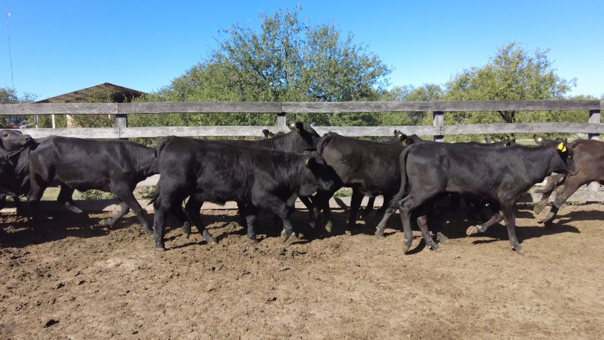 Feria Especial CEA ─ lote 30.2