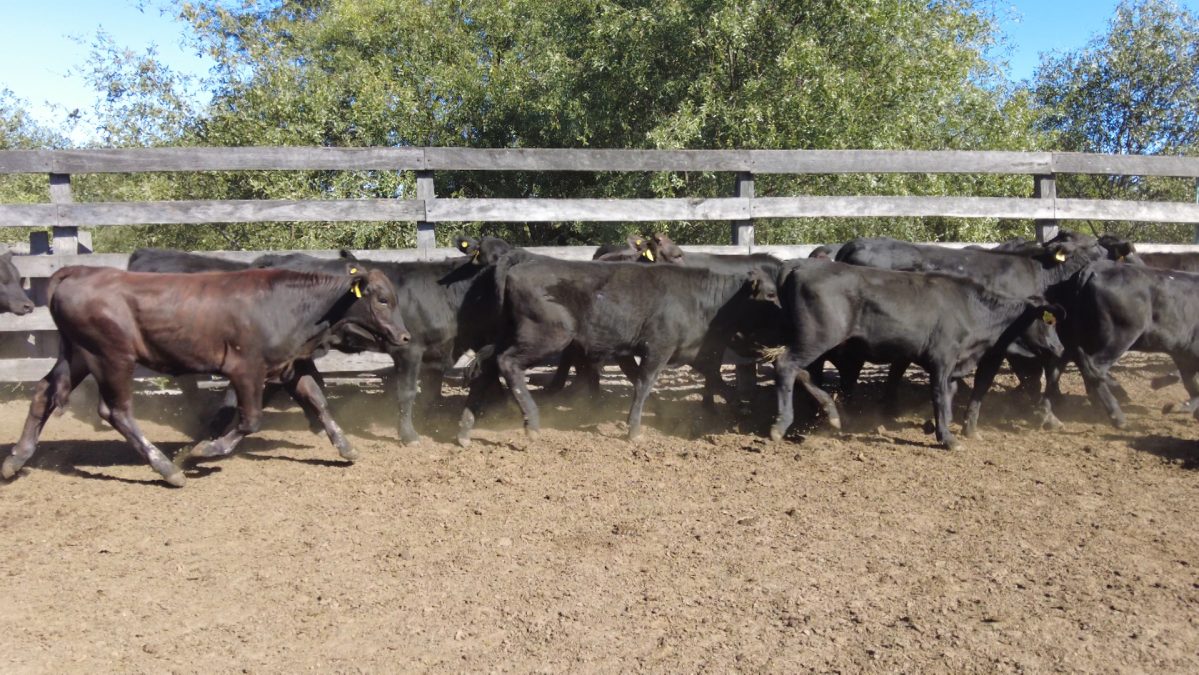 Feria Especial CEA ─ lote 30.3