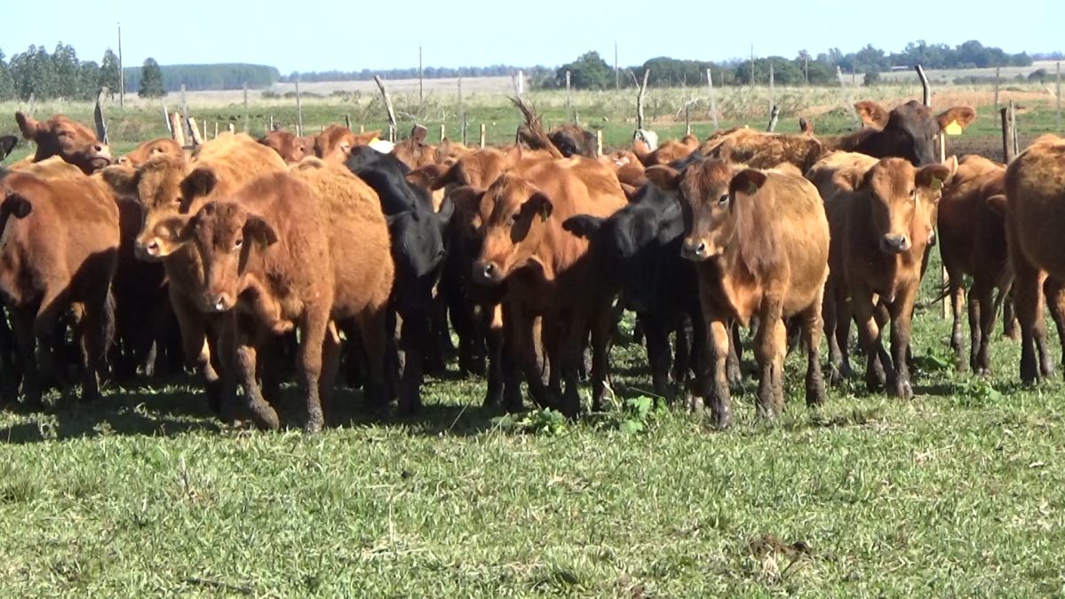 Feria Especial CEA ─ lote Lote 31 – N° insp. 2797
