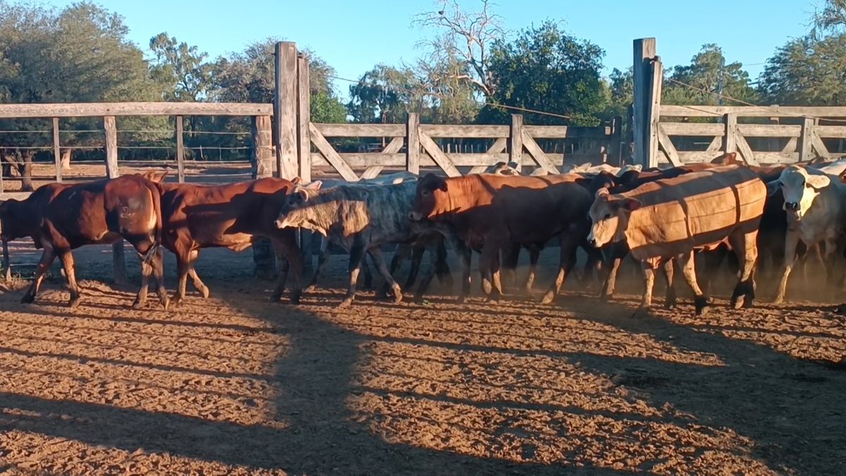 Feria Especial CEA ─ lote Lote 32 – N° insp. 5239
