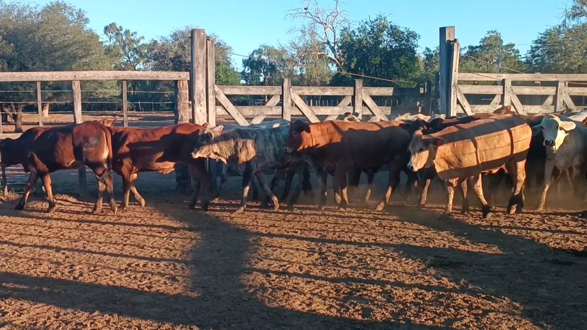 Feria Especial CEA ─ lote Lote 32 – N° insp. 5239