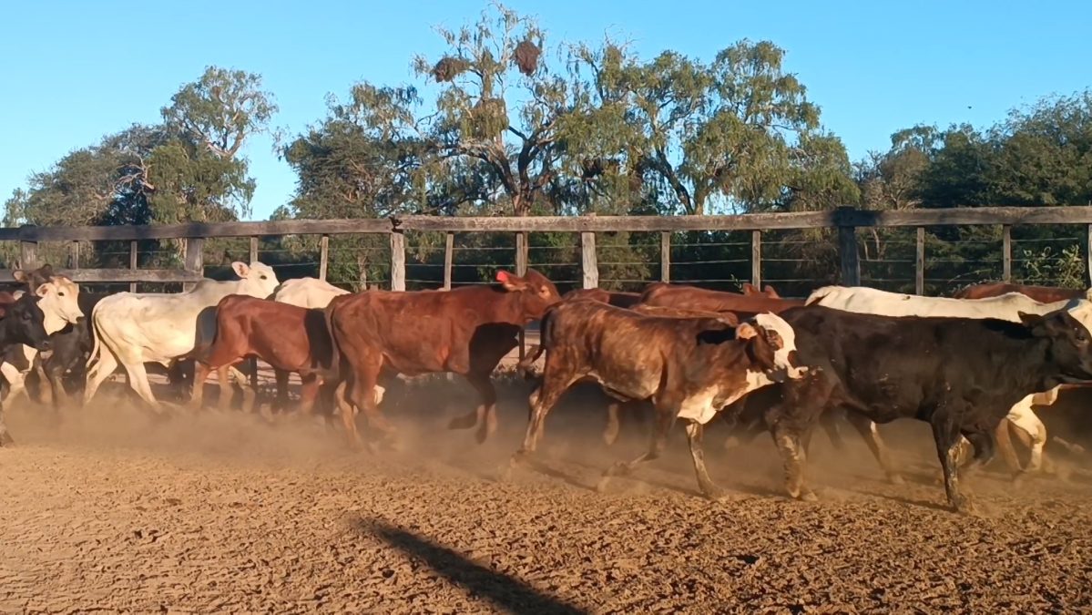 Feria Especial CEA ─ lote 32.2