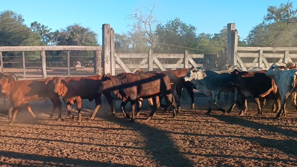 Feria Especial CEA ─ lote 32.3