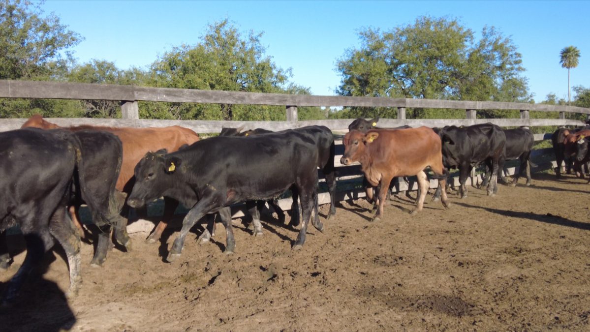 Feria Especial CEA ─ lote Lote 33 – N° insp. 5909