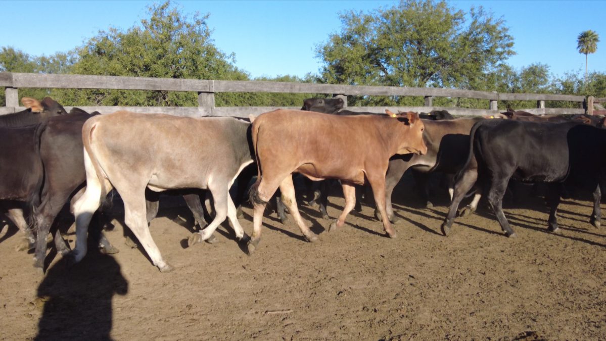 Feria Especial CEA ─ lote 33.3