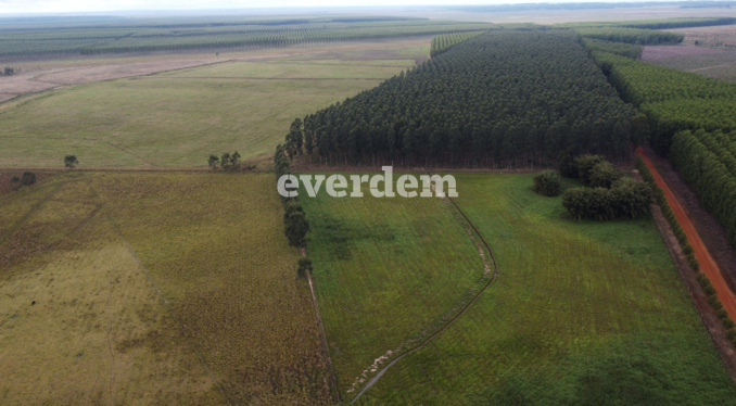 Establecimiento de 3.610 hectáreas en Moisés Bertoni – Caazapá 1