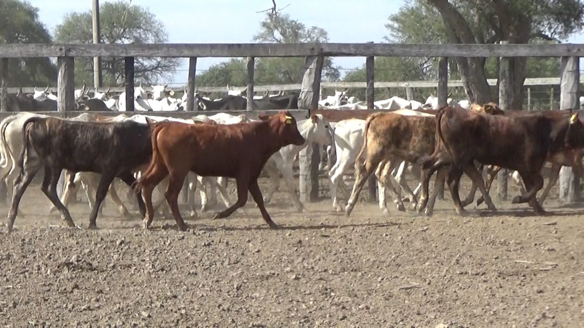 Feria Especial FUNDARP ─ lote 01.2