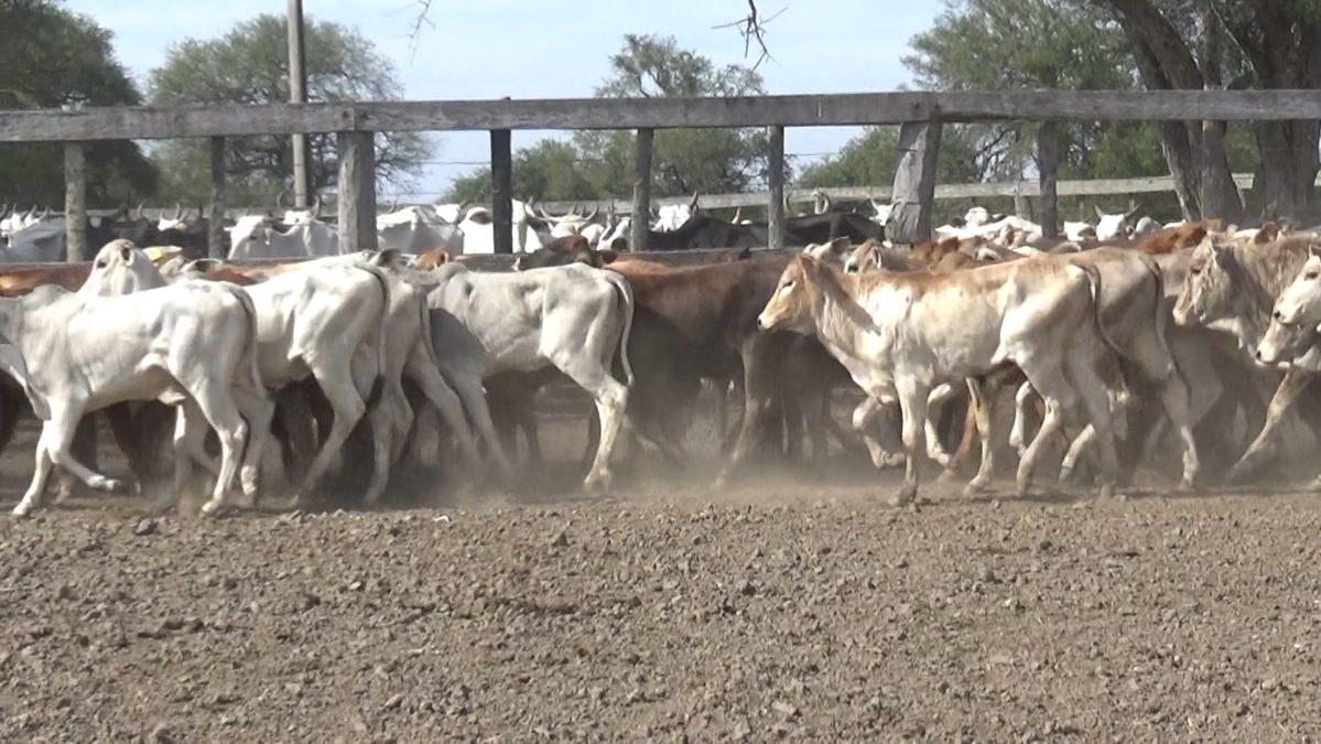 Feria Especial FUNDARP ─ lote Lote 1 – N° insp. 5627