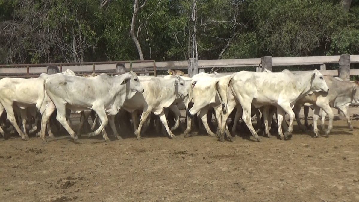 Feria Especial FUNDARP ─ lote Lote 2 – N° insp. 5622